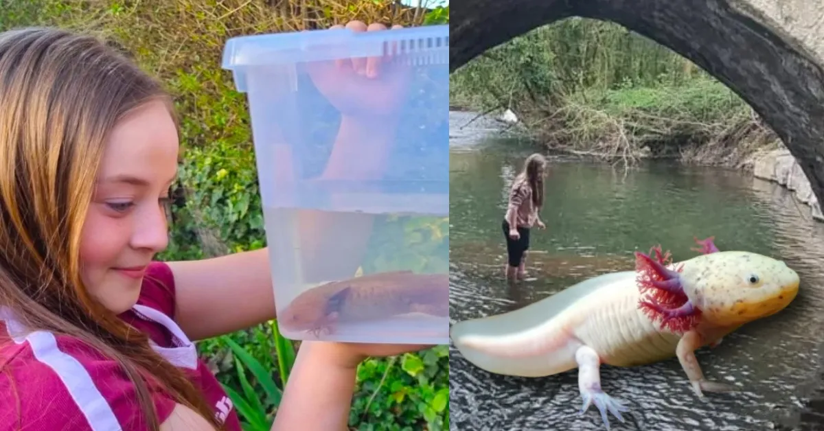 Hallan ajolote mexicano en río de Reino Unido y causa sorpresa