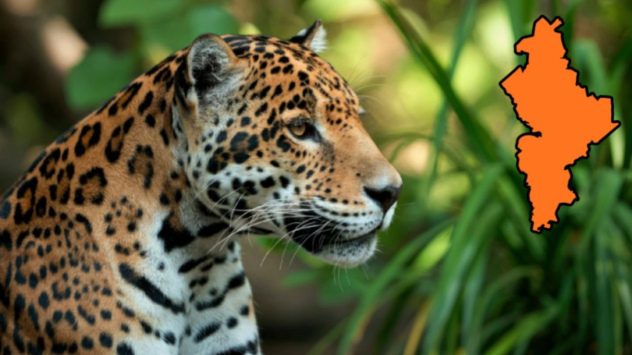 Captan jaguar en General Terán