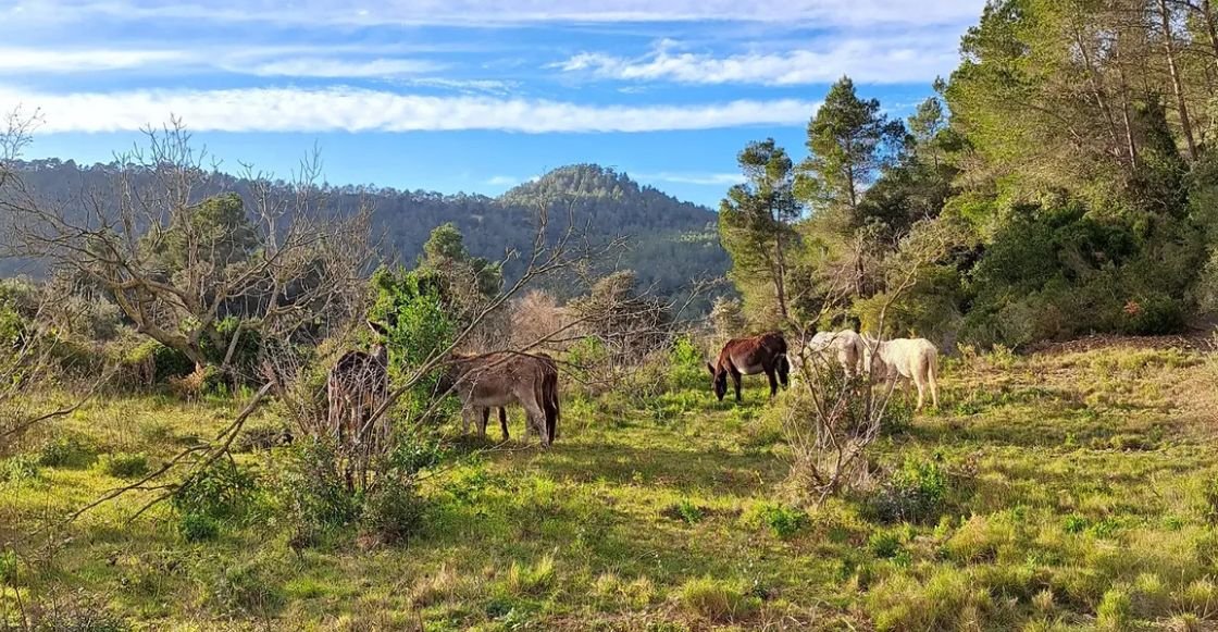Burros: Nuevos héroes en la lucha contra incendios en España