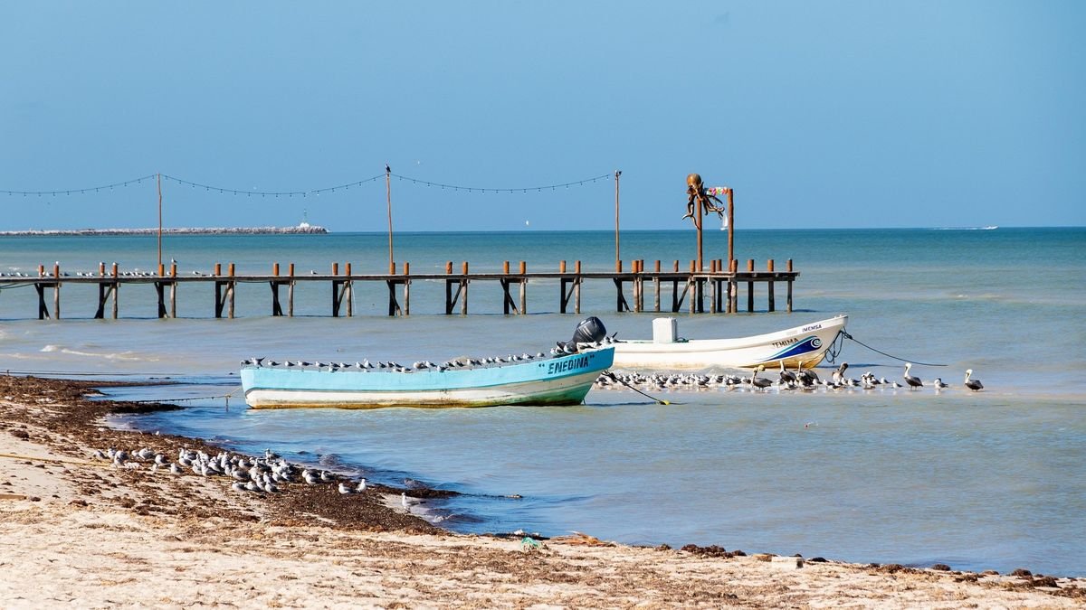 Sargazo en el Caribe: Desafíos y soluciones para el cambio climático