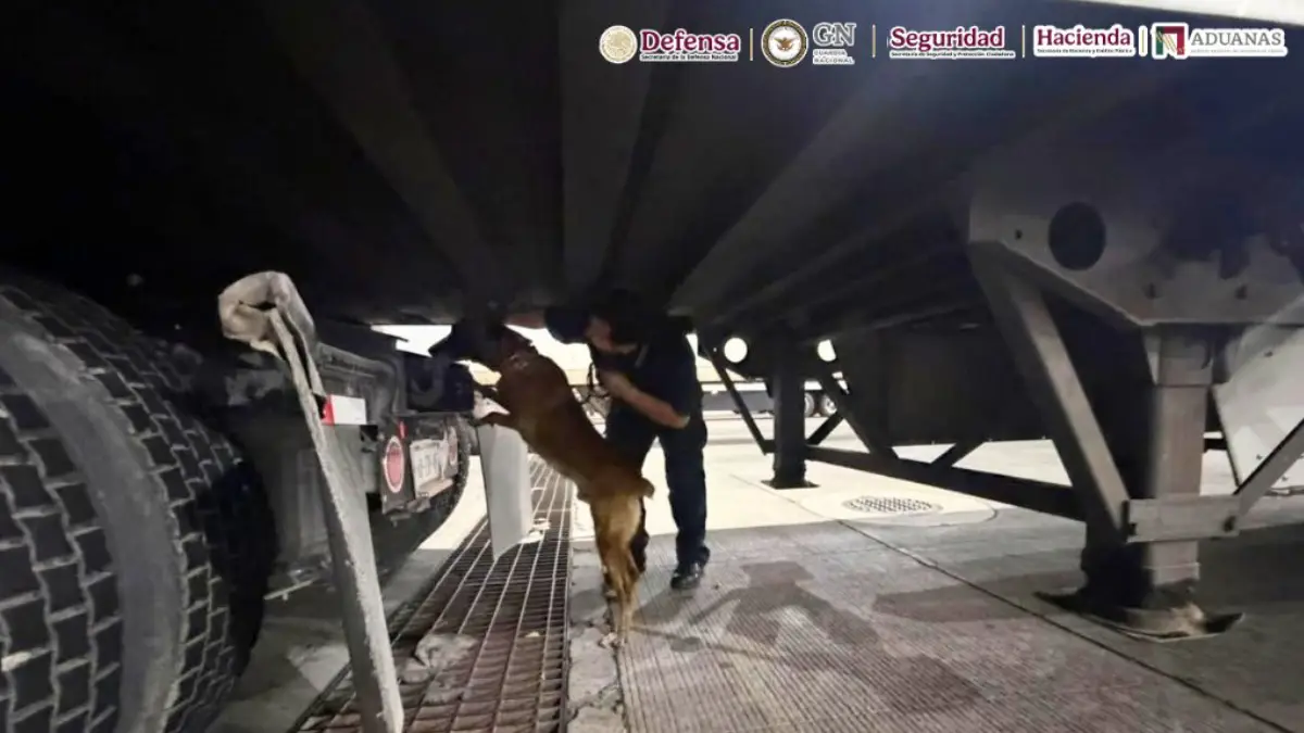 Chocolate el perro policía que detectó 249 kilos de droga en Tijuana